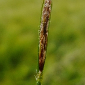 Photographie n°326102 du taxon Carex hirta L. [1753]