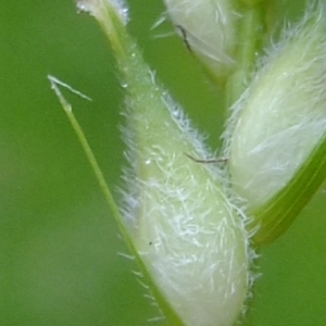 Photographie n°326103 du taxon Carex hirta L. [1753]