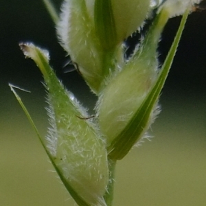 Photographie n°326105 du taxon Carex hirta L. [1753]