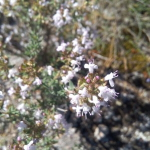 Photographie n°326113 du taxon Thymus vulgaris L. [1753]