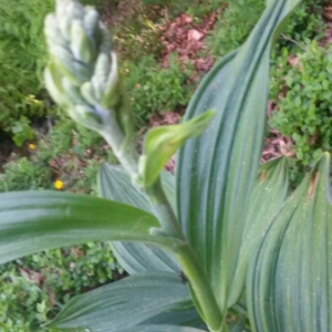 Photographie n°326571 du taxon Veratrum album L. [1753]