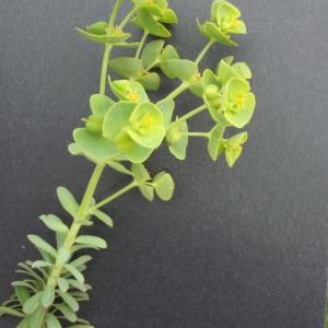  - Euphorbia paralias x Euphorbia segetalis subsp. portlandica