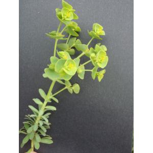 Euphorbia ×hyb. (sans nom 1)  (Euphorbe)