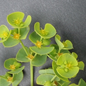  - Euphorbia paralias x Euphorbia segetalis subsp. portlandica