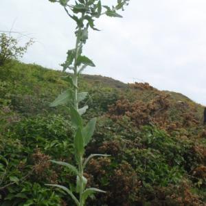 Photographie n°326684 du taxon Lepidium heterophyllum Benth. [1826]