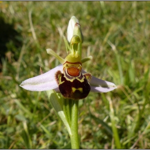 Photographie n°326687 du taxon Ophrys apifera var. aurita Moggr. [1869]