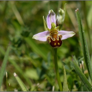 Photographie n°326690 du taxon Ophrys apifera var. apifera 