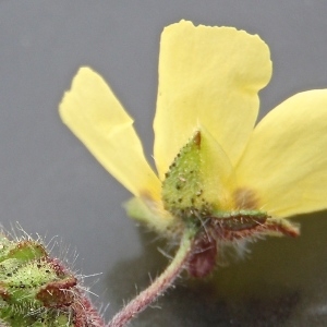 Photographie n°326704 du taxon Tuberaria guttata (L.) Fourr. [1868]