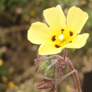 Photographie n°326705 du taxon Tuberaria guttata (L.) Fourr. [1868]