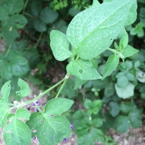 Photographie n°326720 du taxon Solanum dulcamara L. [1753]