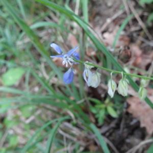 Photographie n°326834 du taxon Polygala vulgaris L. [1753]