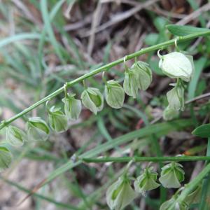 Photographie n°326836 du taxon Polygala vulgaris L. [1753]