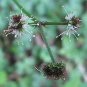 Photographie n°326932 du taxon Sanicula europaea L.