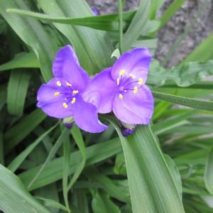 Photographie n°326942 du taxon Tradescantia virginiana L. [1753]