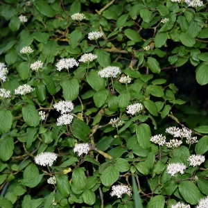 Photographie n°326946 du taxon Cornus sanguinea L. [1753]