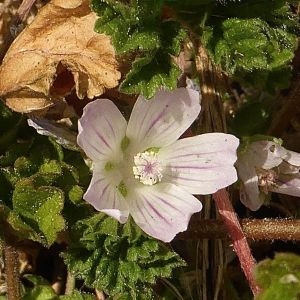 Photographie n°326963 du taxon Malva neglecta Wallr. [1824]