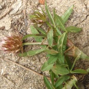 Photographie n°327114 du taxon Trifolium strictum L. [1755]