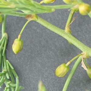 Photographie n°327181 du taxon Asparagus officinalis subsp. prostratus (Dumort.) Corb. [1894]