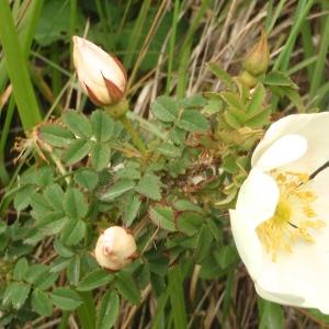 Photographie n°327224 du taxon Rosa spinosissima L. [1753]