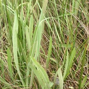 Photographie n°327350 du taxon Sonchus maritimus L. [1759]