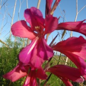 Photographie n°327364 du taxon Gladiolus communis L. [1753]