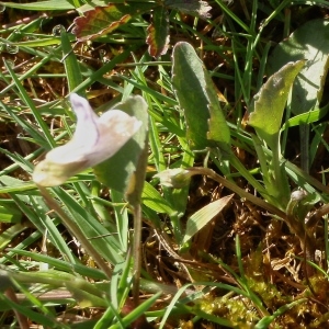 Photographie n°327385 du taxon Viola lactea Sm. [1798]