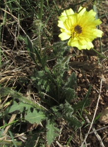 Etienne Urrustoy, le 13 avril 2015 (Fustiñana (Bardenas Reales - Pena del fraile))