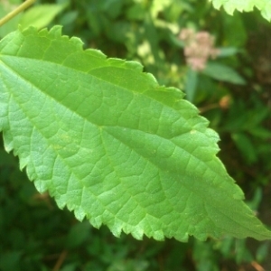 Photographie n°327530 du taxon Spiraea japonica L.f. [1782]