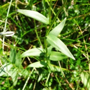  - Campanula scheuchzeri subsp. lanceolata (Lapeyr.) J.M.Tison [2010]