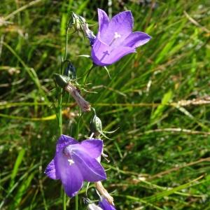  - Campanula scheuchzeri subsp. lanceolata (Lapeyr.) J.M.Tison [2010]