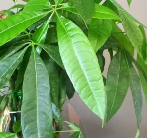 Rahiem Bey, le  5 juin 2015