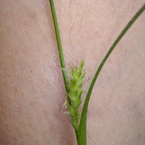 Photographie n°327661 du taxon Carex hirta L. [1753]