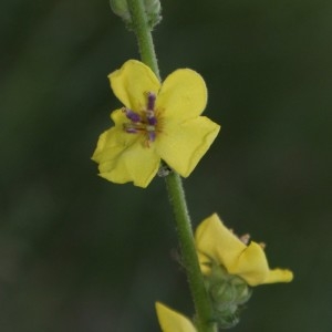 Photographie n°327768 du taxon Verbascum sinuatum L. [1753]