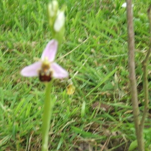 Photographie n°327785 du taxon Ophrys apifera Huds. [1762]