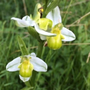 Photographie n°327888 du taxon Ophrys apifera Huds. [1762]