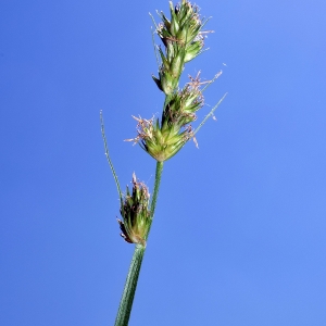 Photographie n°327910 du taxon Carex otrubae Podp. [1922]