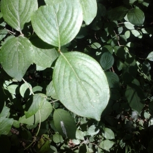 Photographie n°328000 du taxon Cornus sanguinea L. [1753]