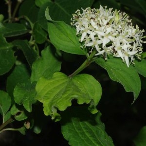 Photographie n°328072 du taxon Cornus sanguinea L. [1753]