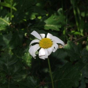 Photographie n°328074 du taxon Leucanthemum vulgare Lam. [1779]