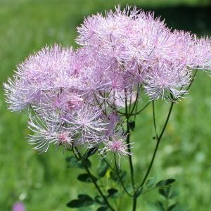 Photographie n°328292 du taxon Thalictrum aquilegiifolium L. [1753]