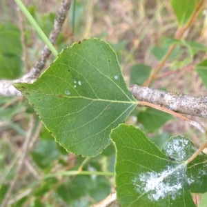 Photographie n°328392 du taxon Populus nigra (Plantierensis Gp) 