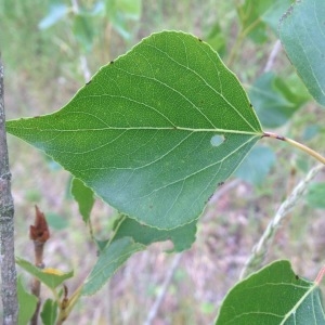 Photographie n°328393 du taxon Populus nigra (Plantierensis Gp) 