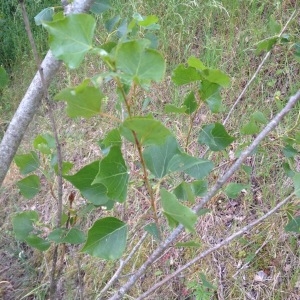 Photographie n°328394 du taxon Populus nigra (Plantierensis Gp) 