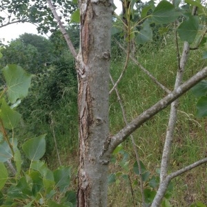 Photographie n°328395 du taxon Populus nigra (Plantierensis Gp) 
