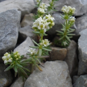  - Galium saxosum (Chaix) Breistr. [1948]