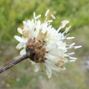 Photographie n°328505 du taxon Cephalaria leucantha (L.) Schrad. ex Roem. & Schult. [1818]