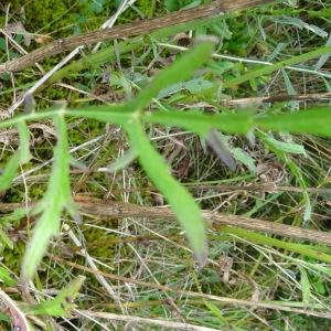 Photographie n°328507 du taxon Cephalaria leucantha (L.) Schrad. ex Roem. & Schult. [1818]