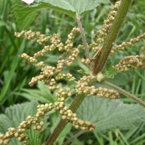 Photographie n°328732 du taxon Urtica dioica L. [1753]