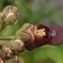  Genevieve Botti - Scrophularia oblongifolia subsp. umbrosa (Dumort.) Gamisans [1992]