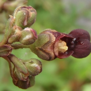 Scrophularia balbisii subsp. cinerea (Dumort.) Corb. (Scrofulaire de l'ombre)